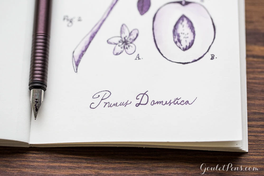 Diamine Damson - 30ml Bottled Ink - Image 2